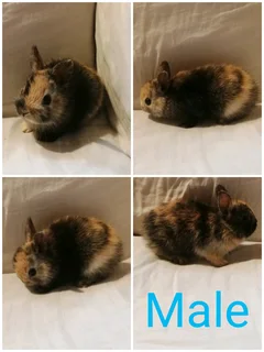 Pet Bunnies for adoption