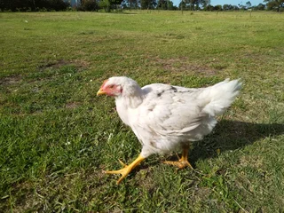 Chicken  R 100 each