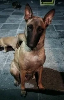 Belgian Malinois puppies available
