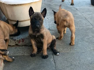 Belgian Malinois puppies available