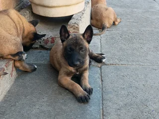 Belgian Malinois puppies available