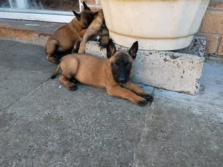 Belgian Malinois puppies available