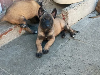 Belgian Malinois puppies available