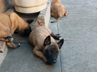 Belgian Malinois puppies available