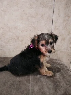 Yorkie Pups