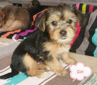 Yorkie Pups