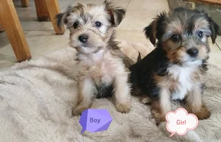 Yorkie Pups