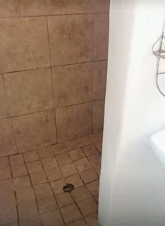 Flatlet - Ad posted by Ivy Rex