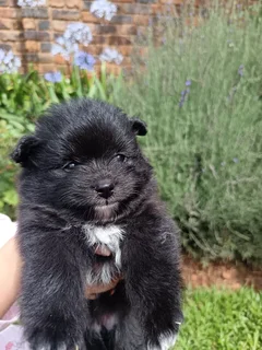 Pomeranian puppies for sale