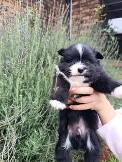 Pomeranian puppies for sale