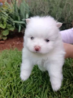 Pomeranian puppies for sale