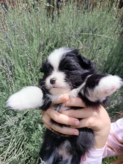 Pomeranian puppies for sale