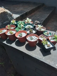 Succulents for sale