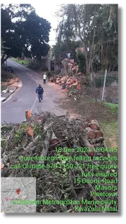 Queensburgh Tree felling services