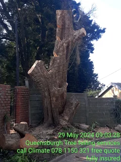 Treefelling services