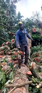 Queensburgh Tree felling services