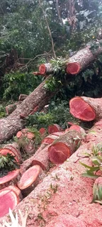 Queensburgh Tree felling services