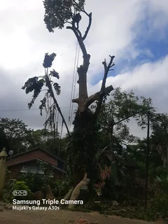 Queensburgh Tree felling services