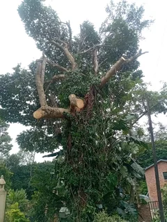 Queensburgh Tree felling services