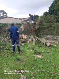 Queensburgh Tree felling services
