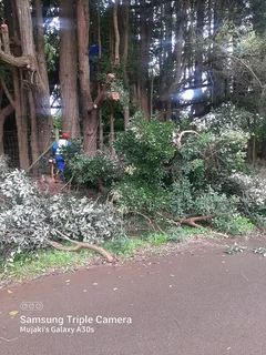 Queensburgh Tree felling services