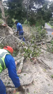 Queensburgh Tree felling services