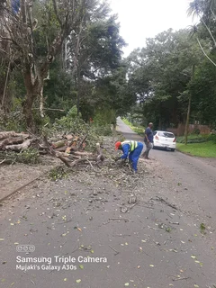 Queensburgh Tree felling services