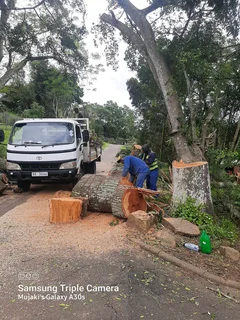 Queensburgh Tree felling services