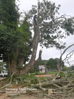 Queensburgh Tree felling services