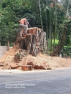 Queensburgh Tree felling services