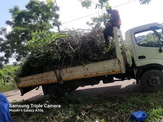 Queensburgh Tree felling services