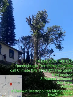 Queensburgh Tree felling services