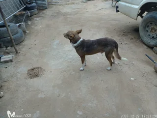 05Mixed-breed African dog