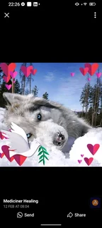 Professional Dog Training