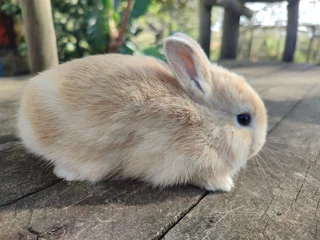 Pure bred Netherland Dwarf rabbits for sale | Other | Gumtree South Africa