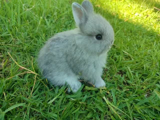 Netherland dwarf bunnies available.