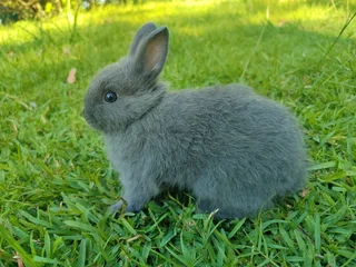 Netherland dwarf bunnies available.