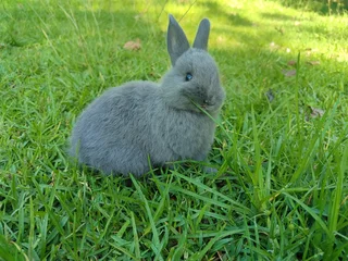 Netherland dwarf bunnies available.