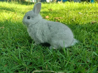 Netherland dwarf bunnies available.