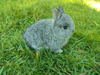 Netherland dwarf bunnies available.