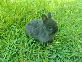 Netherland dwarf bunnies available.