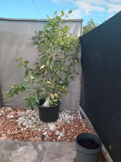 Red Or Pink Hibiscus Trees