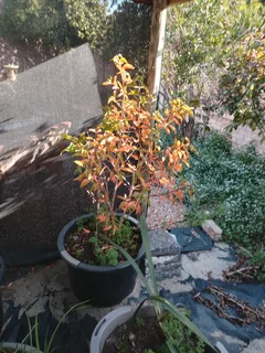 Fiddlewood trees (I have 3)