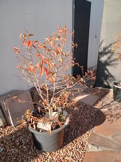 Fiddlewood trees (I have 3)