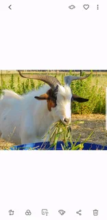 Dwarf goat package