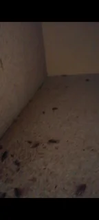 Pest Control and Fumigation Services