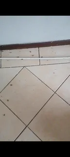 Pest Control and Fumigation Services