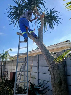 Tree. Felling stump removal