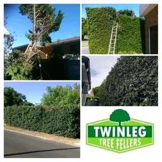 Tree. Felling stump removal