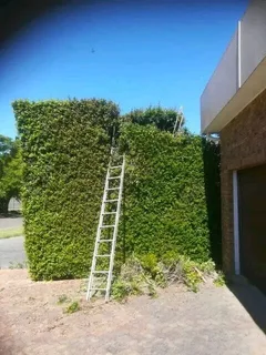 Tree. Felling stump removal